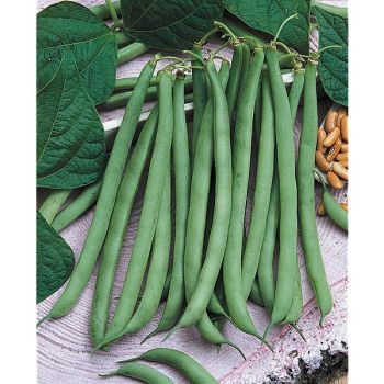 HARICOT nain filet mangetout TALISMAN Bio