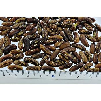 HARICOT nain filet mangetout TALISMAN Bio 2