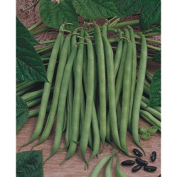 HARICOT nain filet mangetout DELINEL