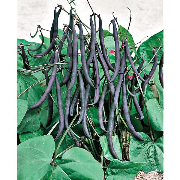 HARICOT nain mangetout PURPLE TEEPEE Bio