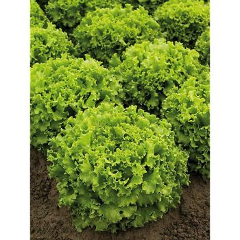 LAITUE batavia CAIPIRA