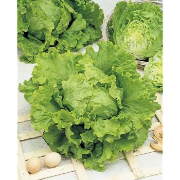LAITUE batavia DORÉE de PRINTEMPS