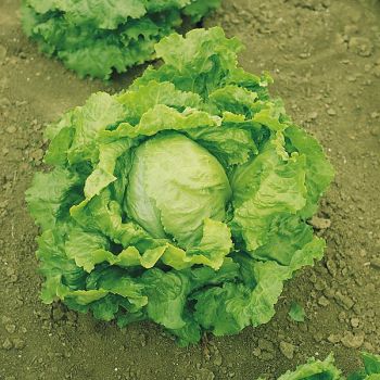 LAITUE batavia SIGNORELLA