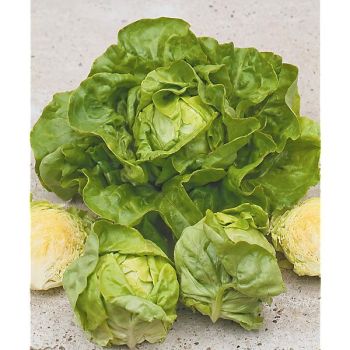 LAITUE batavia NAUPLUS