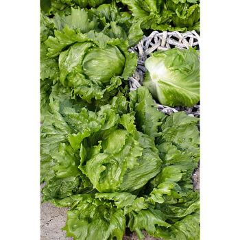 LAITUE batavia KRÓLOWA LATA