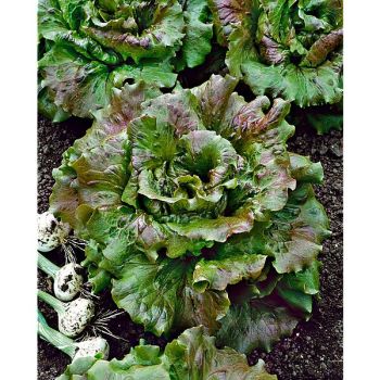 LAITUE batavia UNICUM