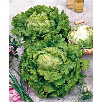 LAITUE batavia de PIERRE BÉNITE