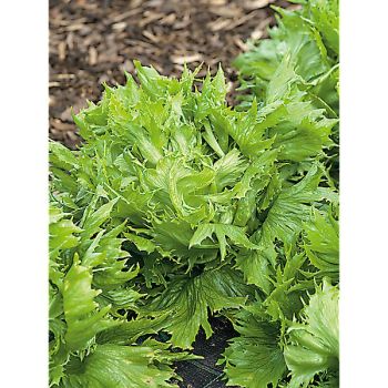 LAITUE batavia REINE des GLACES (frisée de Beauregard) 2