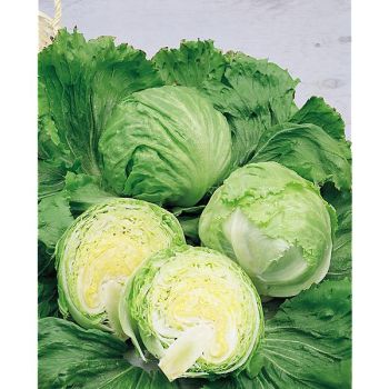 LAITUE batavia SALADIN