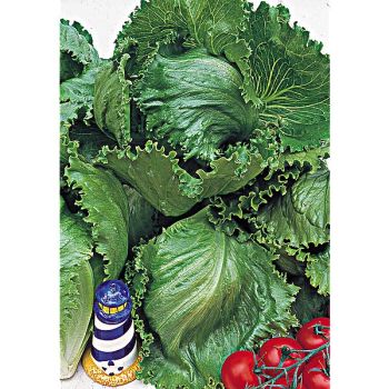 LAITUE batavia SALADIN 2