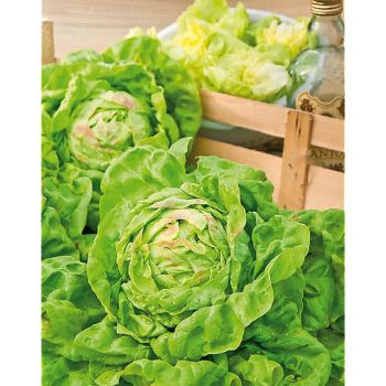 LAITUE REINE de MAI de PLEINE TERRE Bio