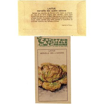 LAITUE MERVEILLE des 4 SAISONS 2