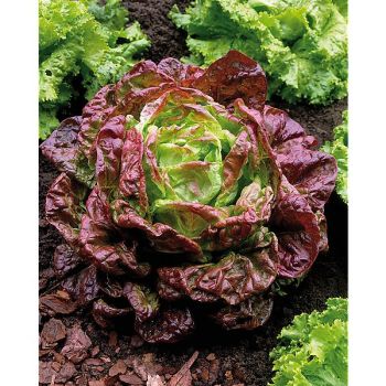 LAITUE MERVEILLE des 4 SAISONS Bio