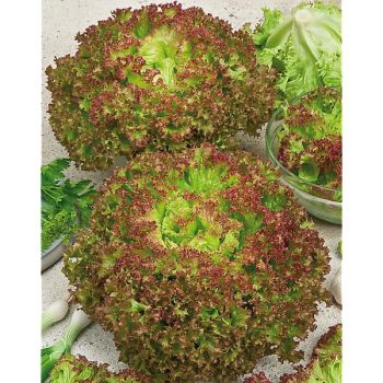 LAITUE italienne LOLLO ROSSA
