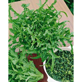 LAITUE italienne CATALOGNA (RADICHETTA ou CERBIATTA)