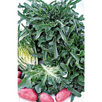 LAITUE italienne CATALOGNA (RADICHETTA ou CERBIATTA) 2