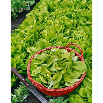 LAITUE BIONDA a FOGLIA LISCIA