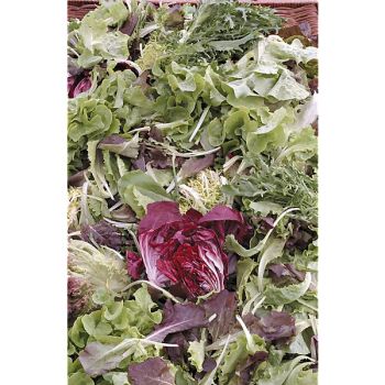 MÉLANGE des 4 SAISONS