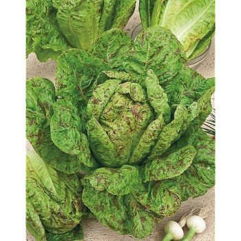 LAITUE romaine FORELLENSCHLUSS