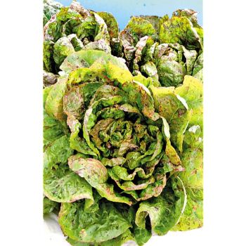 LAITUE romaine FORELLENSCHLUSS 2