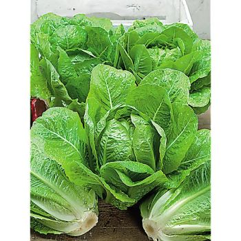 LAITUE romaine BLONDE LENTE à MONTER 2