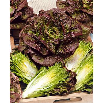 LAITUE romaine ROUGE d'HIVER