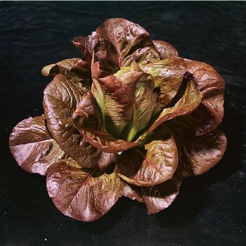 LAITUE romaine ROUGE d'HIVER 2