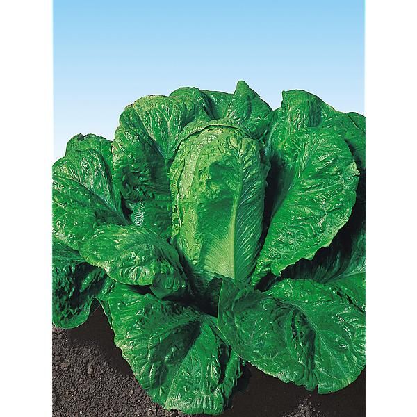 LAITUE romaine VERDE d'INVERNO (verte d'hiver)