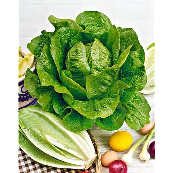 LAITUE romaine BLONDE MARAICHERE Bio