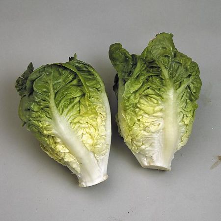 LAITUE romaine TANTAN