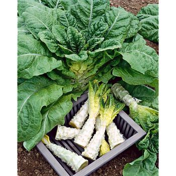 LAITUE romaine CELTUCE dite asperge SENYOHACU