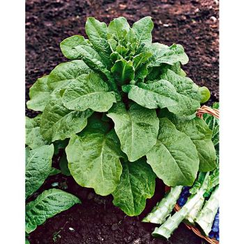 LAITUE romaine CELTUCE dite asperge SENYOHACU 2