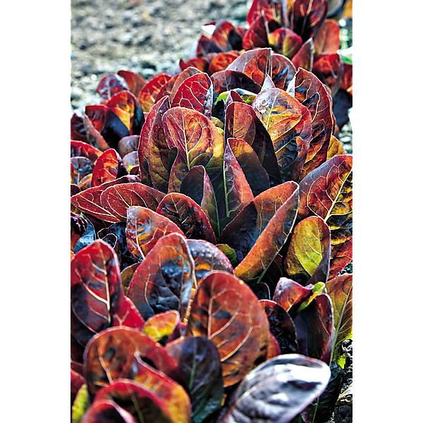 LAITUE romaine RED ROMAINE COS