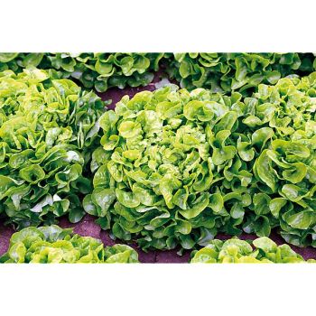 LAITUE feuille de chêne verte KITERIA