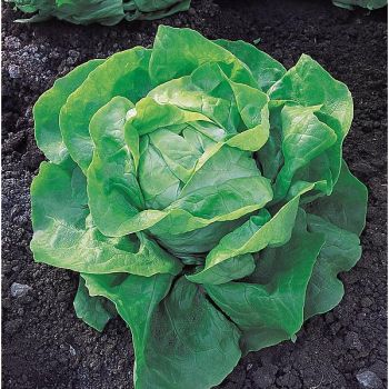 LAITUE pommée GAMBETTA