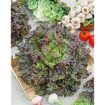 LAITUE batavia MAGNISKI