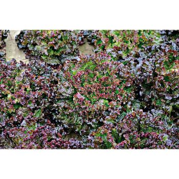 LAITUE batavia MAGNISKI 2