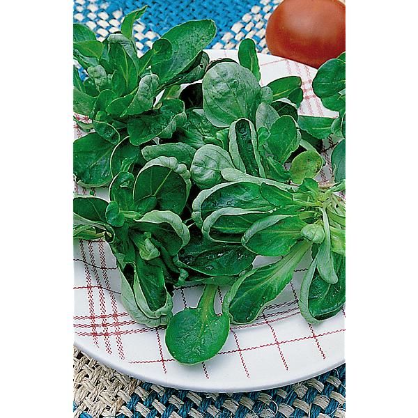 MÂCHE COQUILLE de LOUVIERS