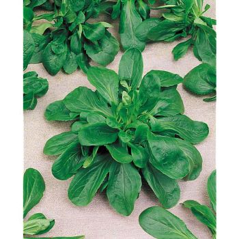 MÂCHE VERTE de CAMBRAI