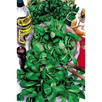 MÂCHE VERTE de CAMBRAI 2