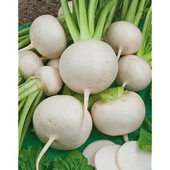 NAVET F1 NATSU-KOMACH