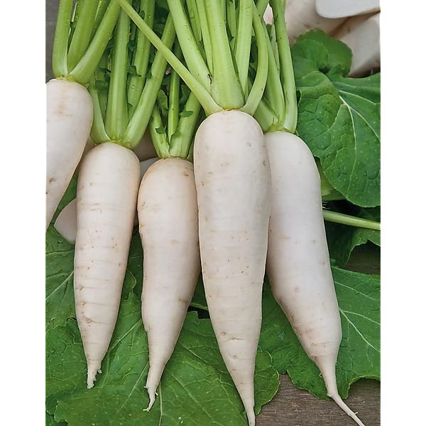 NAVET 1/2 LONG de CROISSY race IVORY