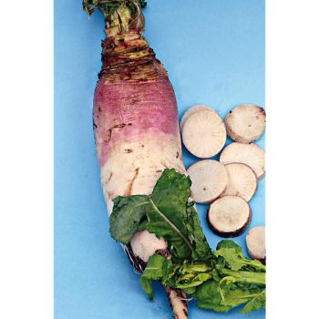 NAVET ROXO COMPRIDO 2