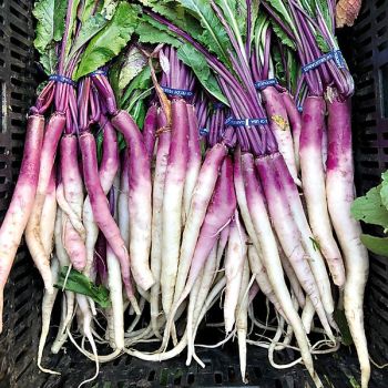 NAVET KENZIE ou navet du soleil