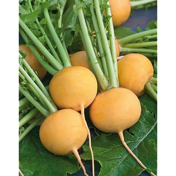 NAVET GOLDANA