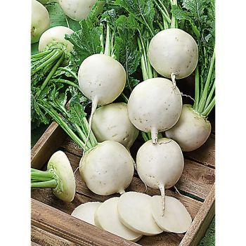 NAVET F1 SWEET KABÙ®