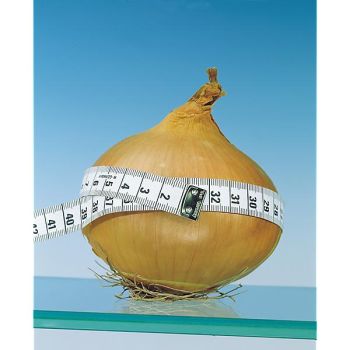 OIGNON MAMMOTH AMÉLIORÉ