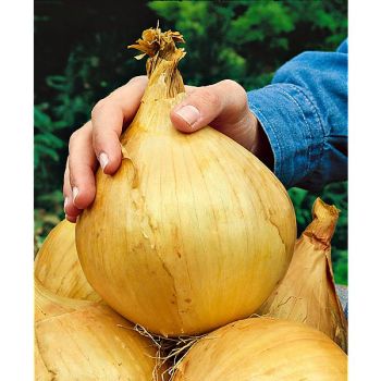 OIGNON MAMMOTH AMÉLIORÉ 2