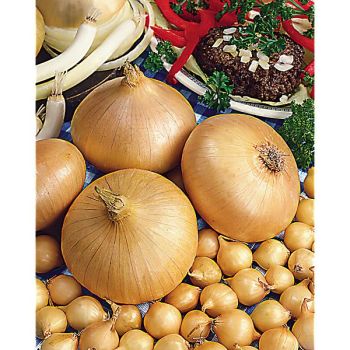 OIGNON STUTTGARTER RIESEN 2