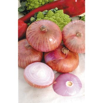 OIGNON BRONZÉ d'AMPOSTA